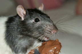 Ποντίκι και αρουραίος: Πληροφορίες. Ποντίκι τρώει σοκολάτα.