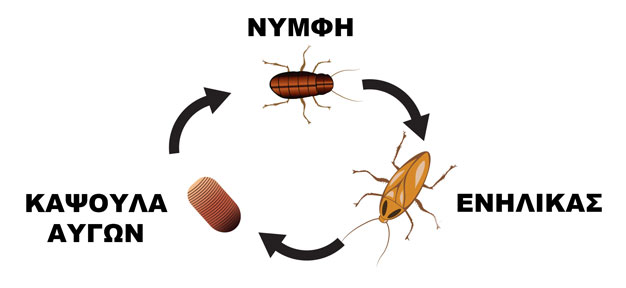 Ψιλή κατσαρίδα - Γερμανική - κύκλος ζωής