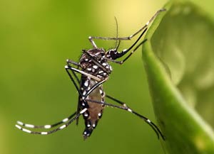 ΚΟΥΝΟΥΠΙΑ: Συχνές ερωτήσεις - Πληροφορίες. Κουνούπι αηδής (Aedes)
