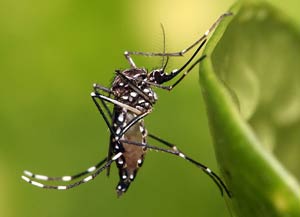 ΚΟΥΝΟΥΠΙΑ: Συχνές ερωτήσεις - Πληροφορίες. Κουνούπι αηδής (Aedes)
