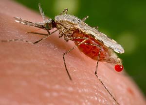 ΚΟΥΝΟΥΠΙΑ: Συχνές ερωτήσεις - Πληροφορίες. Κουνούπι Ανωφελής (Anopheles)
