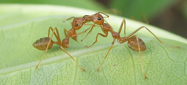 Τροφάλλαξη μυρμηγκιών. Απεντομώσεις όλων των εντόμων.