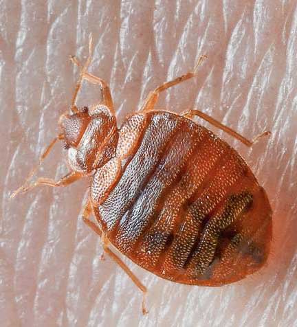 ΚΟΡΙΟΣ ΣΕ ΔΕΡΜΑ