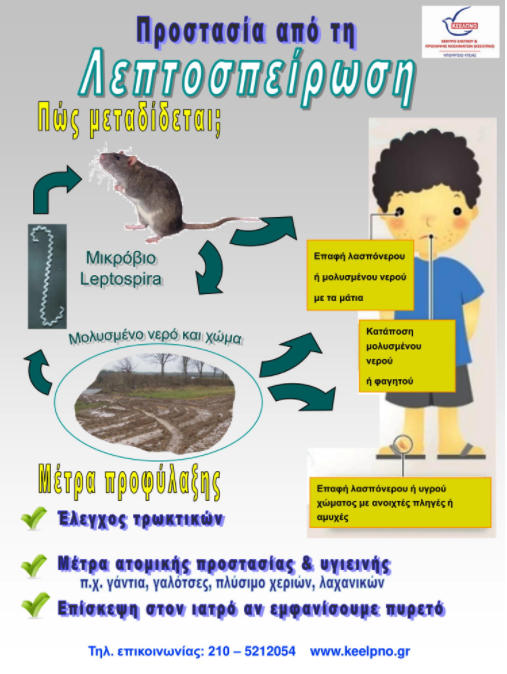 Περιττώματα ποντικού. Λεπτοσπείρωση.