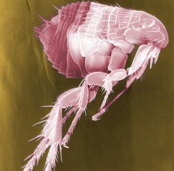 Έντομα. Απεικόνιση ψύλλου με ηλεκτρονικό μικροσκόπιο. Siphonaptera.
