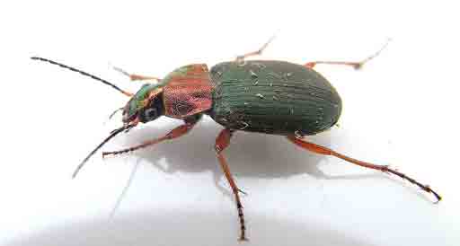 Έντομα. Chlaeniellus nigricornis. Coleoptera.