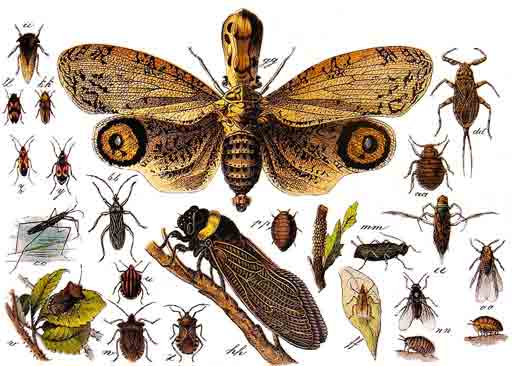 Έντομα. Διάφορα ημίπτερα. Hemiptera.