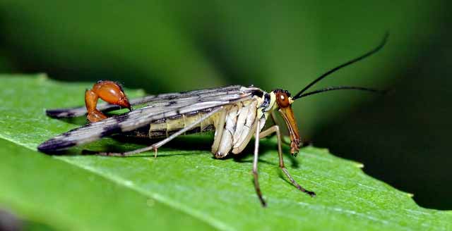Έντομα. Panorpa communis, αρσενικό. Mecoptera.