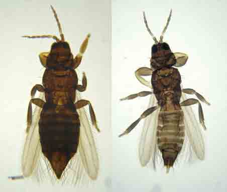 Έντομα. Αρσενικό και θηλυκό. Thysanoptera.