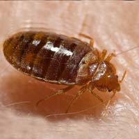 ΑΠΕΝΤΟΜΩΣΕΙΣ - ΚΟΡΙΟΣ