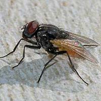 ΑΠΕΝΤΟΜΩΣΕΙΣ - ΜΥΓΑ