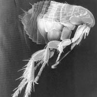 ΑΠΕΝΤΟΜΩΣΕΙΣ - ΨΥΛΛΟΣ