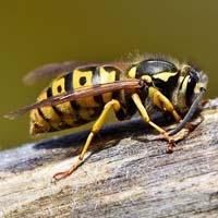 ΑΠΕΝΤΟΜΩΣΕΙΣ - ΣΦΗΚΑ