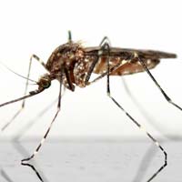 ΑΠΕΝΤΟΜΩΣΕΙΣ - ΣΚΝΙΠΑ