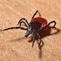 ΑΠΕΝΤΟΜΩΣΕΙΣ - ΤΣΙΜΠΟΥΡΙ