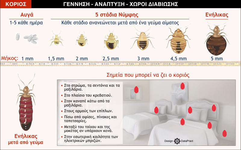 Infographic με πληροφορίες (όπως στάδια ανάπτυξης και σημεία που κρύβεται ο κοριός) που βοηθούν στην ΚΑΤΑΠΟΛΕΜΗΣΗ ΚΟΡΙΩΝ.