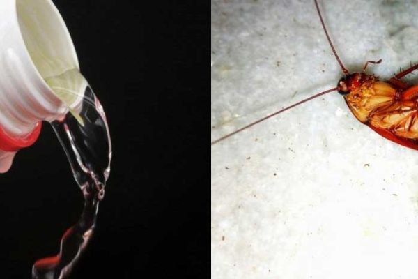 ΚΑΤΣΑΡΙΔΕΣ ΚΑΙ ΧΛΩΡΙΝΗ