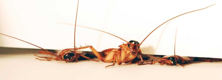 ΠΩΣ ΔΙΩΧΝΩ ΚΑΤΣΑΡΙΔΕΣ