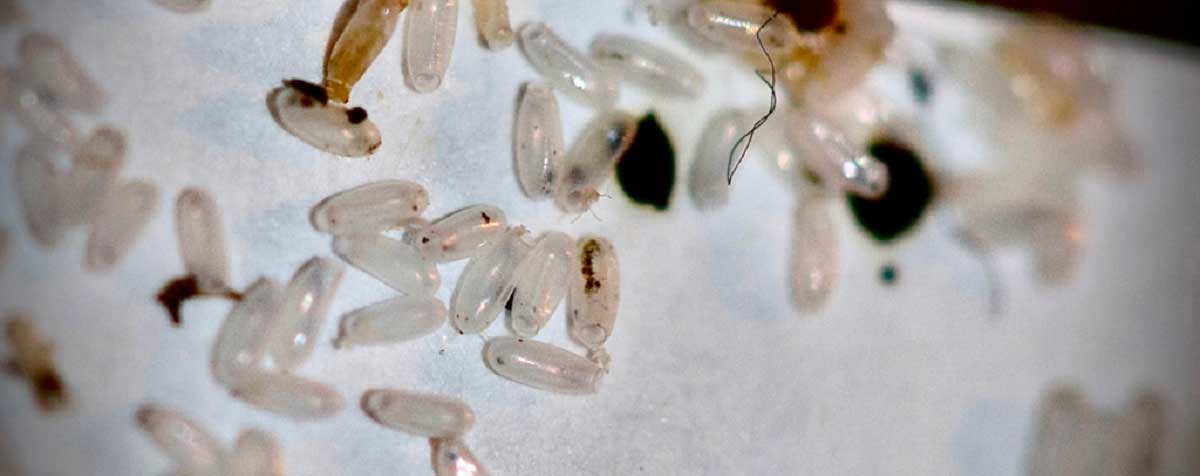 Αυγά κοριών