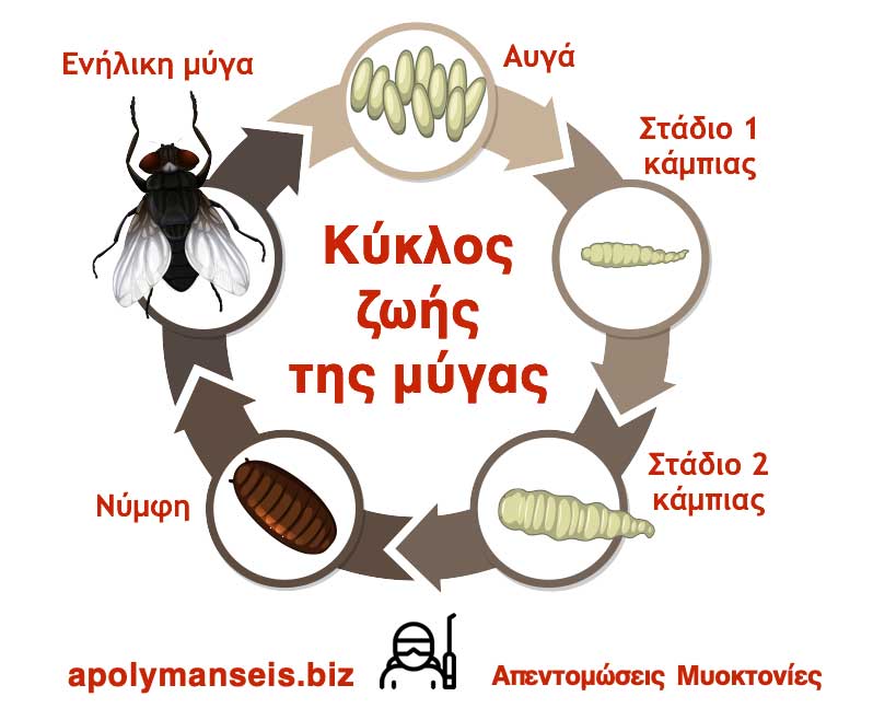 Ο κύκλος ζωής της μύγας - infographic
