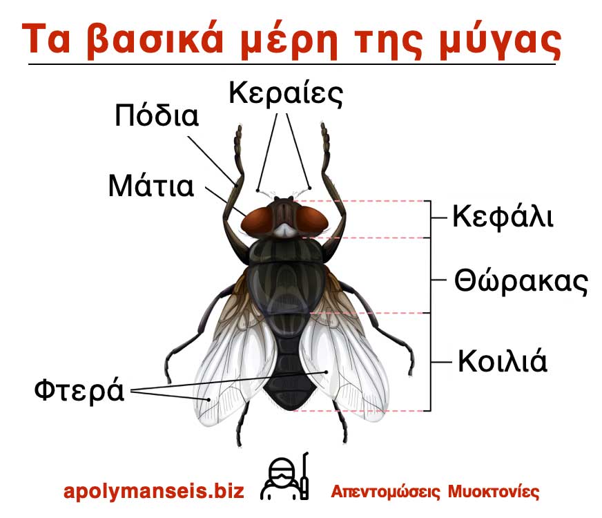Τα βασικά μέρη της μύγας - Infographic