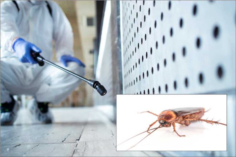 ΚΑΤΑΠΟΛΕΜΗΣΗ ΚΑΤΣΑΡΙΔΑΣ ΜΕ ΨΕΚΑΣΜΟ