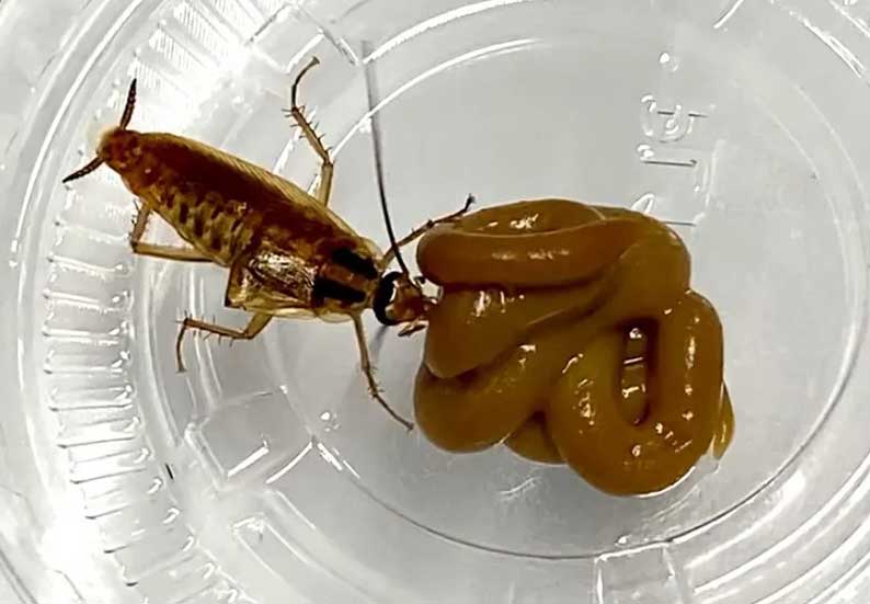 ΚΑΤΣΑΡΙΔΕΣ - ΑΝΤΙΜΕΤΩΠΙΣΗ με δηλητήριο σε μορφή τζελ.