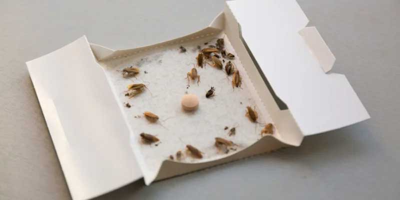 ΚΑΤΣΑΡΙΔΕΣ - ΑΝΤΙΜΕΤΩΠΙΣΗ με παγίδες κόλλας.