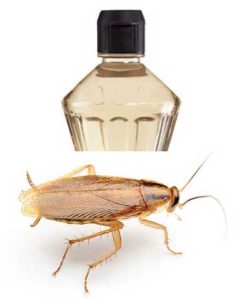 ΞΥΔΙ ΓΙΑ ΚΑΤΣΑΡΙΔΕΣ