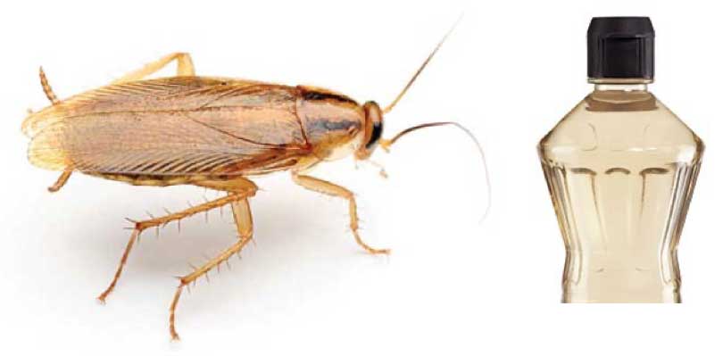 ΞΥΔΙ ΓΙΑ ΚΑΤΣΑΡΙΔΕΣ