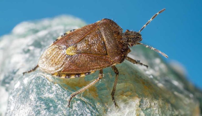 ΚΑΤΑΠΟΛΕΜΗΣΗ ΚΟΡΙΩΝ