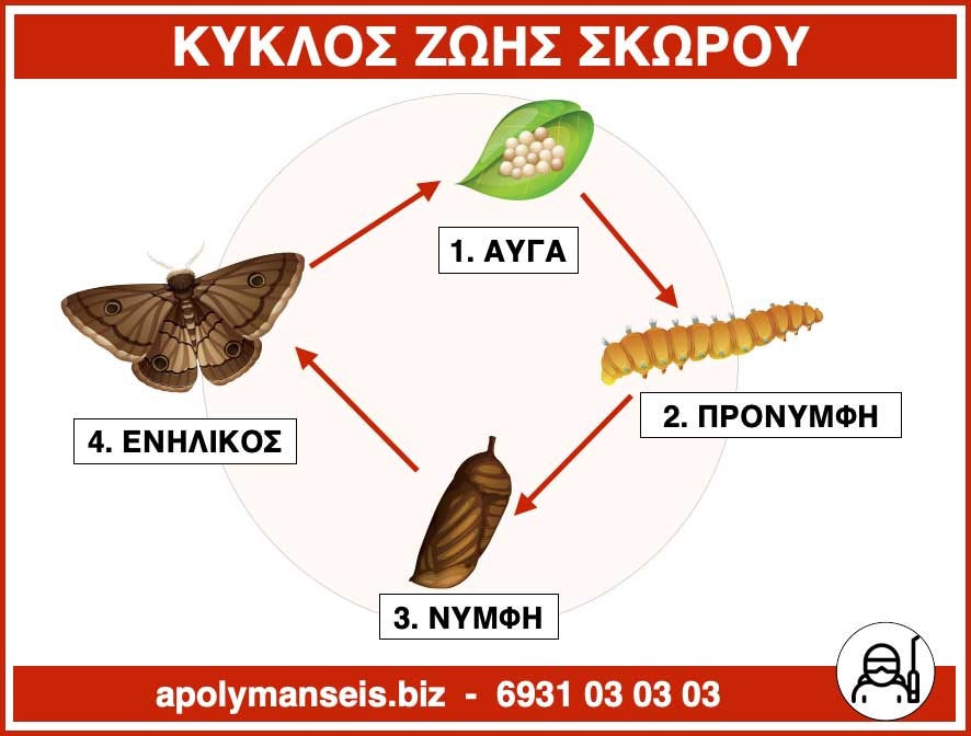 Infographic - Ο κύκλος ζωής του σκόρου τροφίμων