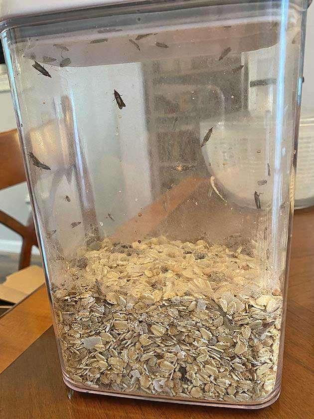 ΣΚΟΡΟΣ ΤΡΟΦΙΜΩΝ ΣΕ ΔΗΜΗΤΡΙΑΚΑ