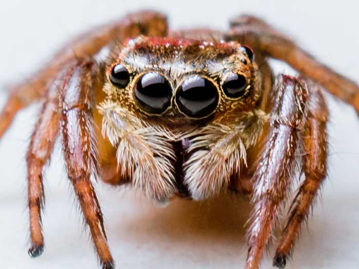 Αράχνη με 4 μάτια