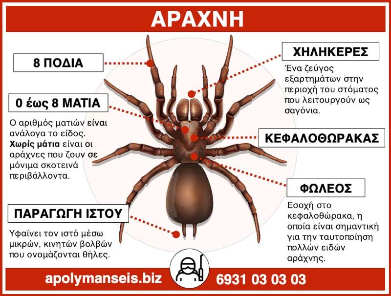ΑΡΑΧΝΗ - Infographic