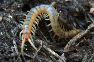 ΣΑΡΑΝΤΑΠΟΔΑΡΟΥΣΑ