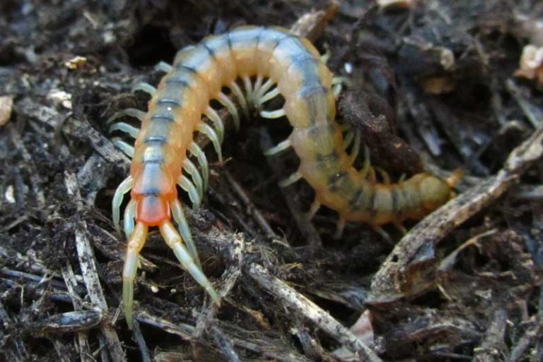 ΣΑΡΑΝΤΑΠΟΔΑΡΟΥΣΑ
