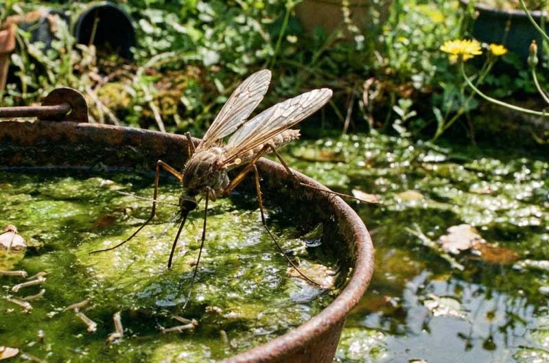 Κουνούπι σε λιμνάζοντα νερά.