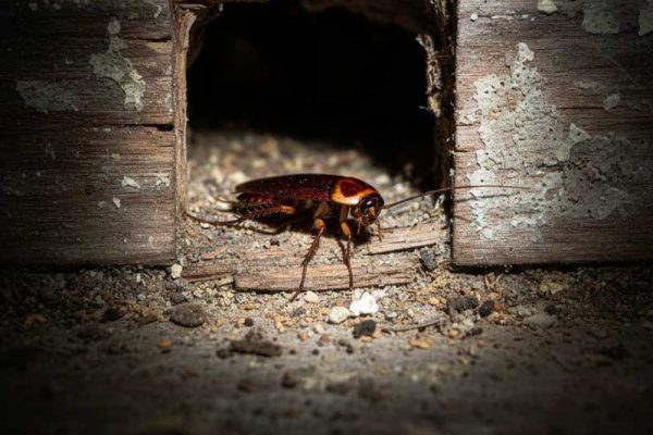 Κατσαρίδα στη φωλιά της