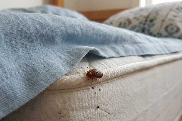 Κοριός σε κρεβάτι.