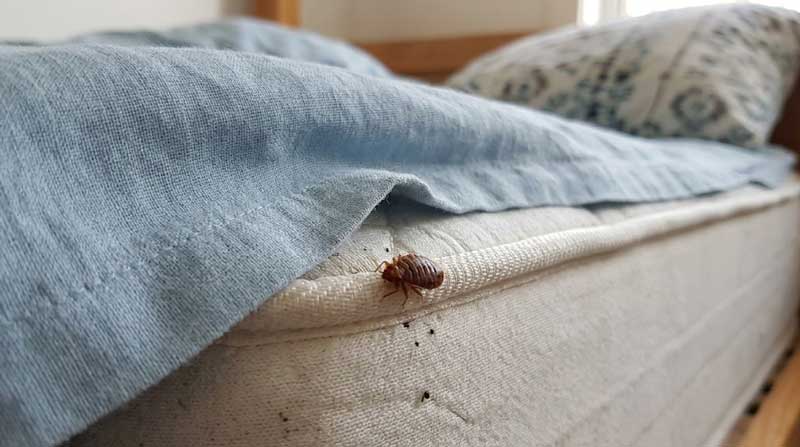 Οι ΚΟΡΙΟΙ κινούνται κυρίως γύρω από το κρεβάτι.