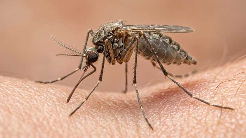 Κουνούπι - ΑΠΟΛΥΜΑΝΣΕΙΣ ΒΟΡΕΙΑ ΠΡΟΑΣΤΙΑ