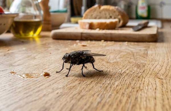 Μύγα σε κουζίνα.