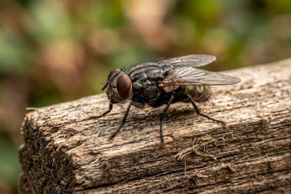 Μία μύγα σε ξύλο