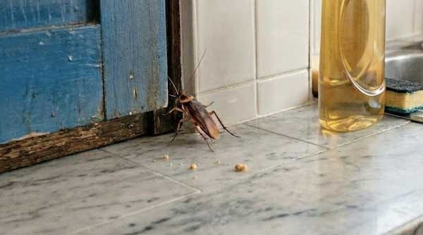 ΠΟΥ ΚΡΥΒΟΝΤΑΙ ΟΙ ΚΑΤΣΑΡΙΔΕΣ