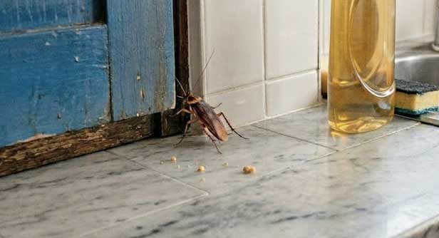 ΠΟΥ ΚΡΥΒΟΝΤΑΙ ΟΙ ΚΑΤΣΑΡΙΔΕΣ